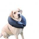 kutya, felhúható, műtét, utáni, védőgallér